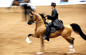 A Visit to the Scottsdale Arabian Horse Show