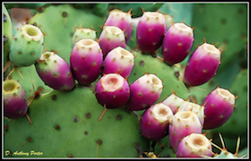 Roaming Boomer’s Photography: Sonoran Desert Prickly Pear Cactus in Blossom