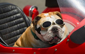 Pet Friendly Vacations, Hotels, and Restaurants