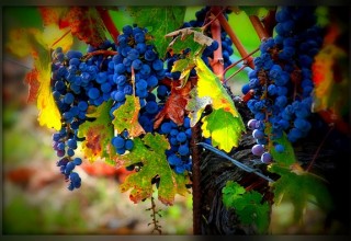 Paso Wine Country