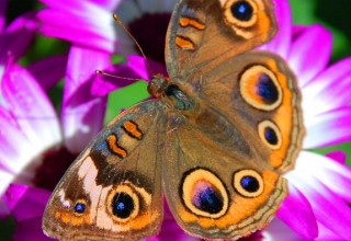 Desert Botanical Garden Butterfly