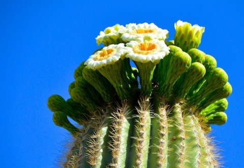 Saguaro Blossoms Scottsdale Arizona