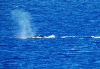 Humpback Whale © Roaming Boomers