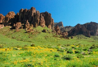 Superstition Mountain Wildflowers