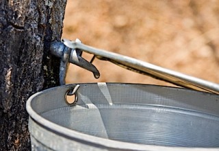 Tapping Maple Trees