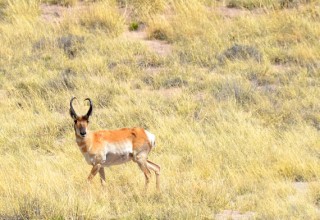 Pronghorn Antelope