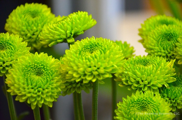 Buckets: Seattle Florist Extraordinaire