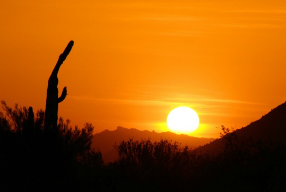 Saguaro in Scottsdale, Arizona