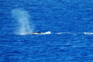 Humpback Whale © Roaming Boomers