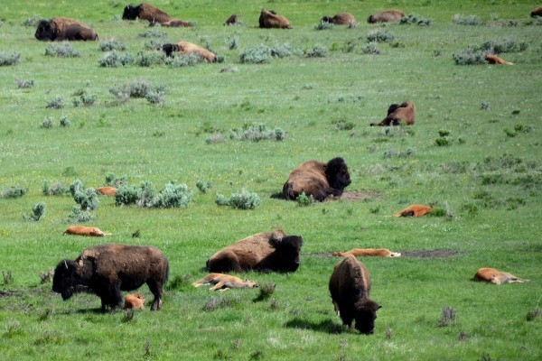 8 Baby Bison Taking a Nap
