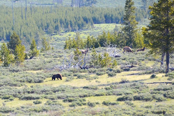 Grizzly bear hunting baby elk in Yellowstone Nat'l Park