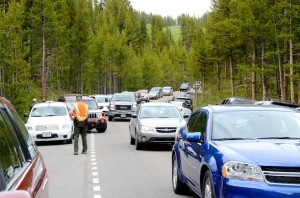 Animal sighting in Yellowstone produce congested roads
