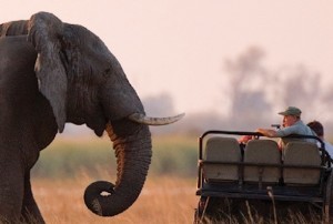 African Safari Roaming Boomers