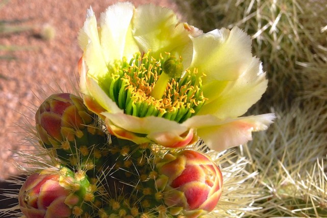 Cactus Bloom Scottsdale Roaming Boomers