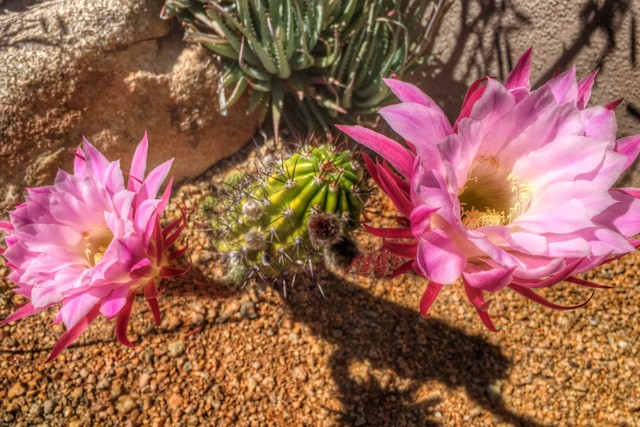 Arizona Cactus Flower