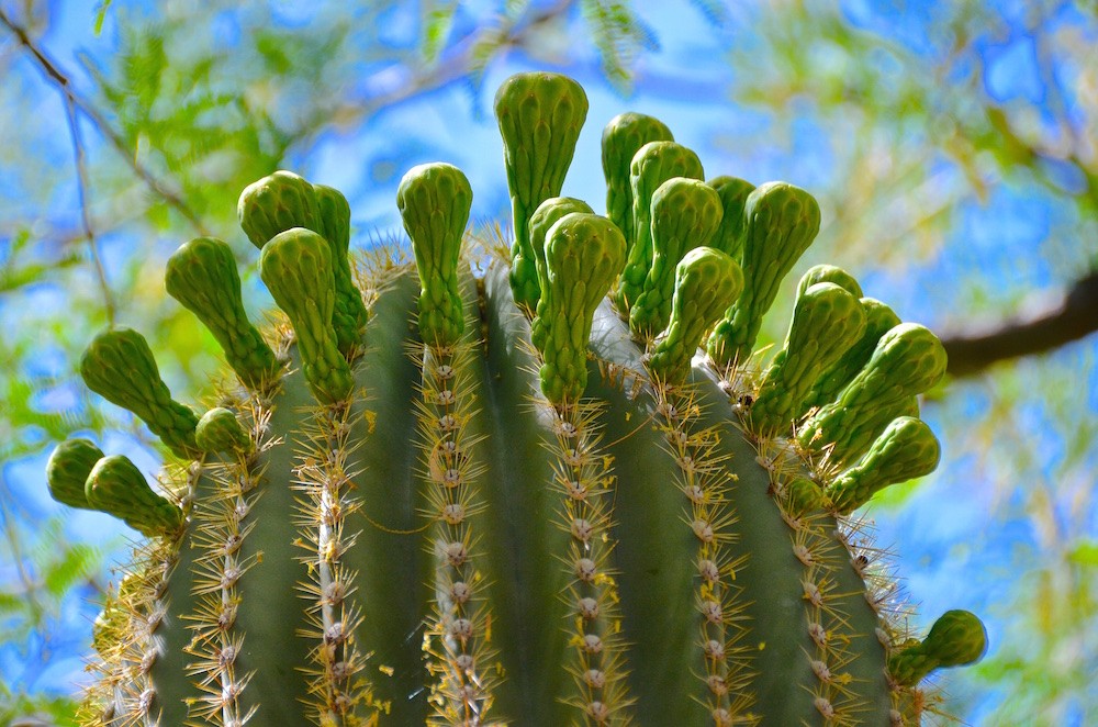 Saguaro Flower Buds