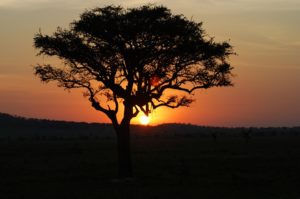 Tanzania-Tree