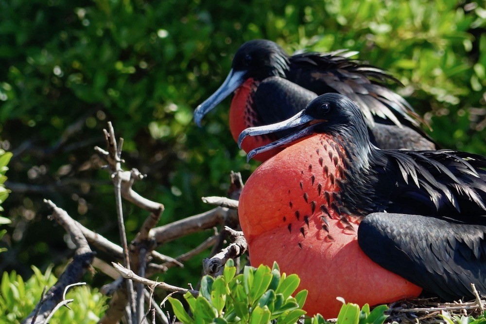 Frigatebird Sanctuary Barbuda