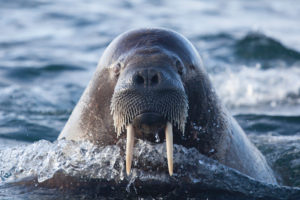 Admire a walrus with Silversea Cruises