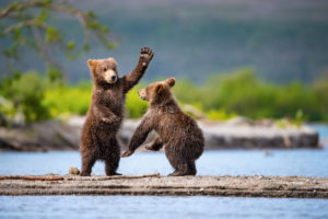 Frolicking Bears in Alaska