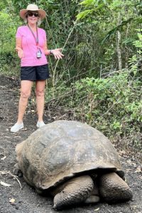 A Giant Galapagos Tortoise