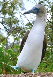 Blue Footed Booby Dance