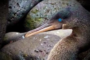 Turquoise Eyes of the Flightless Cormorant 