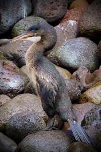 Flightless Cormorant Galapagos Islands