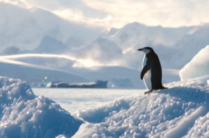 Chinstrap penguin on Ice in Antarctica