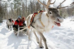 Enjoy a reindeer sleigh ride