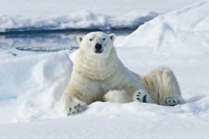 Arctic-Polar-Bear-Lindblad-National-Geographic.jpg