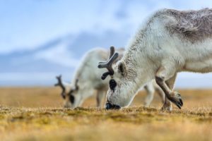 Reindeer-Linblad-Expeditions-National-Geographic.jpg