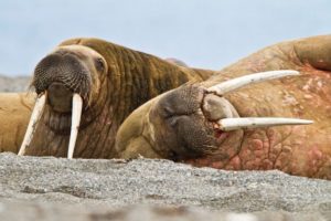 Walrus-lindblad-expeditions-National-geographic.jpg