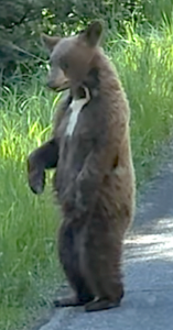 Cinnamon Brown Bear Yellowstone Tauck