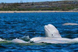 A pod of Beluga Whales engaged in a feeding frenzy - Churchill River, Manitoba