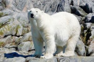 Silversea Expeditions Canadian Arctic polar bear