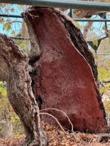 Plane Tree of Hippocrates